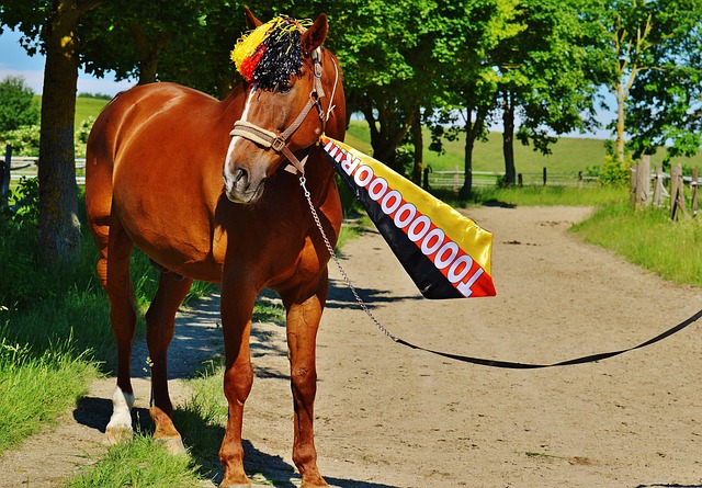 相比魔术队 相比魔术队