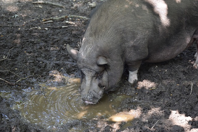 快船教练泰 快船教练泰